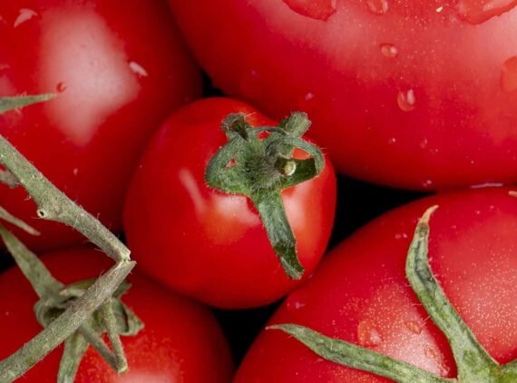 tomaten